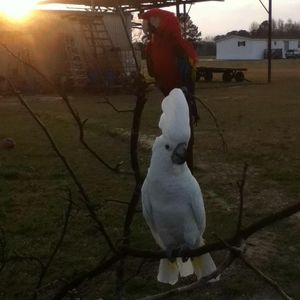 Meet your Posher, Darlene timmons